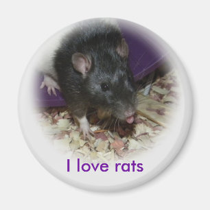 Rat mignon collant son aimant de langue