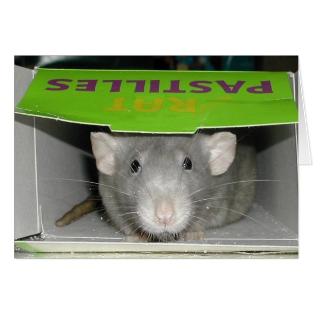 Rat Pastilles (Devant horizontal)