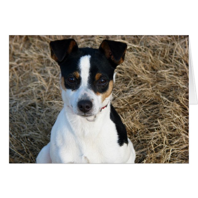 Rat Terrier (Devant horizontal)