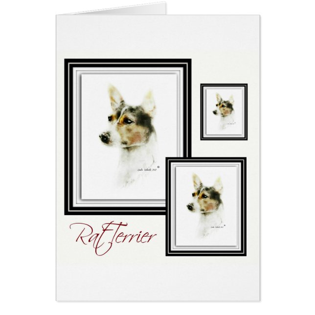 Rat Terrier (Devant)