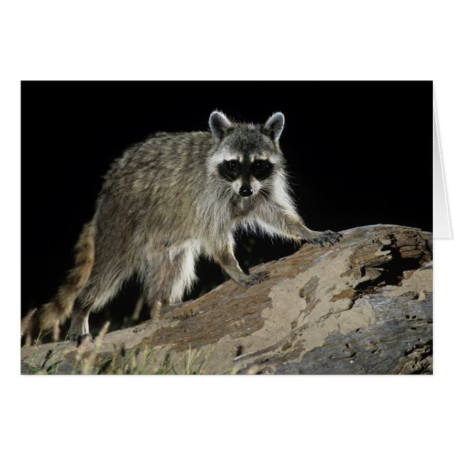 Raton laveur commun, Procyon lotor (Devant horizontal)