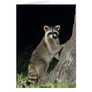 Raton laveur commun, Procyon lotor, adulte dans un