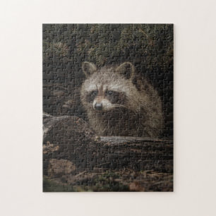 Raton laveur curieux dans le puzzle forestier anim
