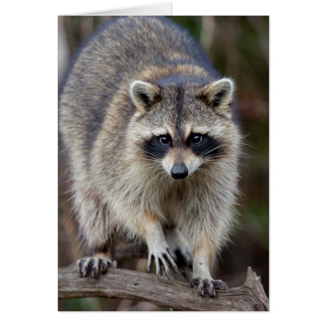 Raton laveur, Procyon lotor, Floride, États-Unis 2 (Devant)