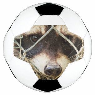 raton laveur sur ballon de football