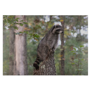 Raton laveur sur la planche à découper de tronç