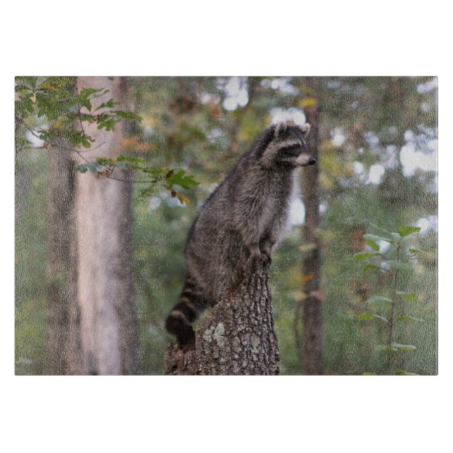 Raton laveur sur la planche à découper de tronçon (Devant)