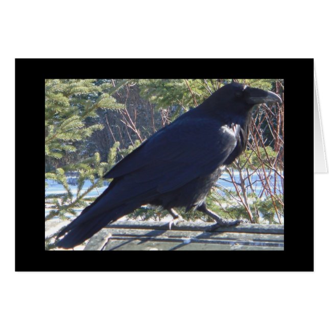 Raven (Devant horizontal)