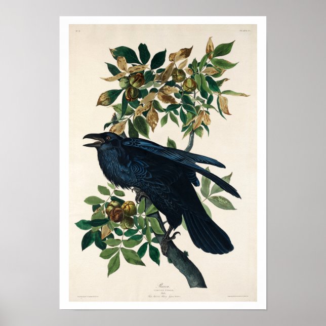 Raven by Audubon Poster (Devant)