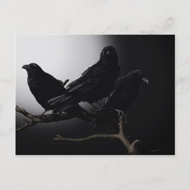 Ravens déplaisants dans la carte postale au clair  (Devant)
