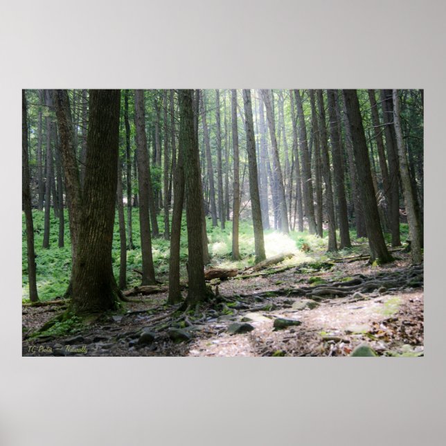 Ray of Hope 36 x 24 Poster (Devant)