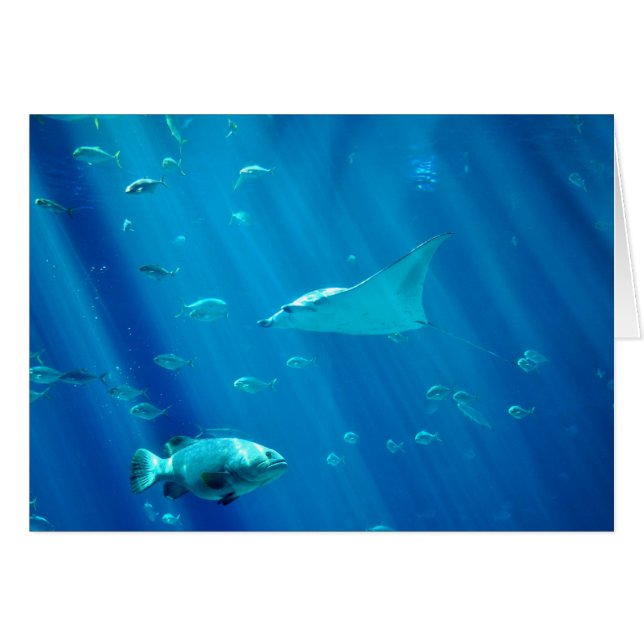 Rayon de Sting de flottement (Devant horizontal)