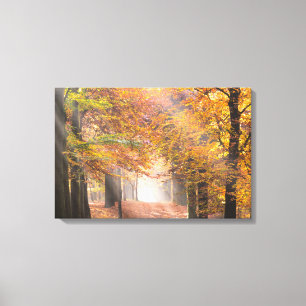 Rayons de soleil dans une toile de forêt d'automne