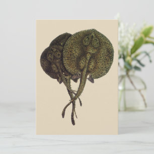 Rayons vintages, Animaux de la vie marine