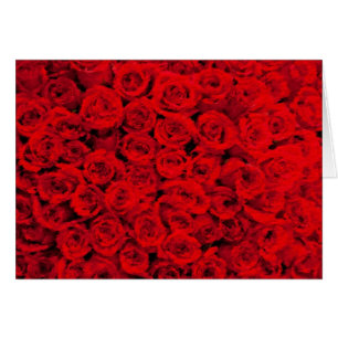 Razzle brillent des roses
