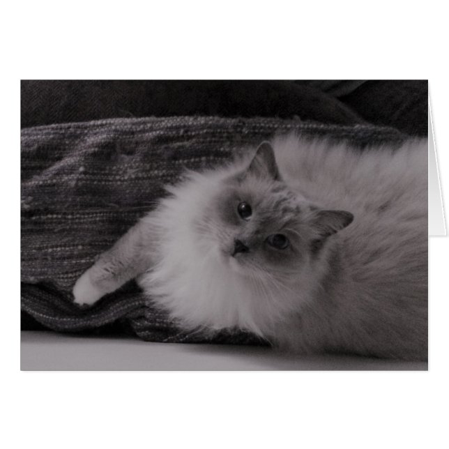 Recherche (Devant horizontal)