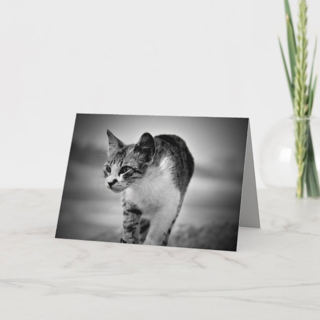 recherche carte de voeux chat (Devant)