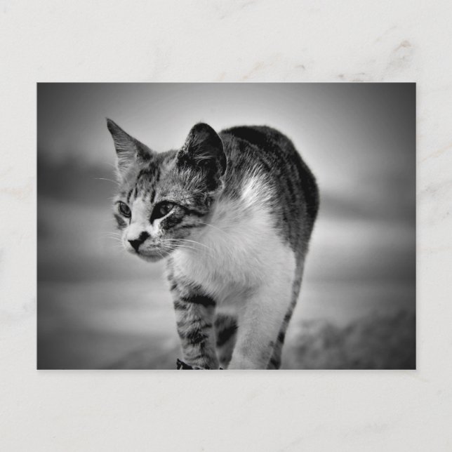 recherche carte postale (Devant)