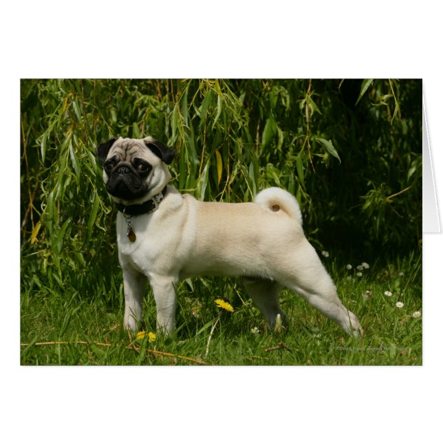 Recherche de carlin sur caméra (Devant horizontal)