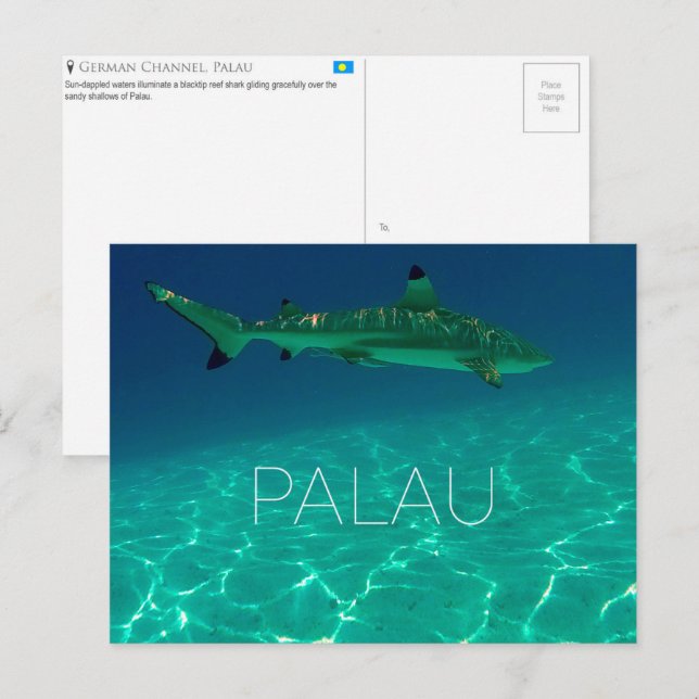 Récif requin, carte postale de voyage des Palaos (Devant / Derrière)