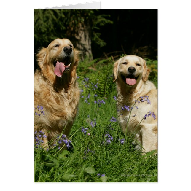 Récipiendaires en or en herbe (Devant)