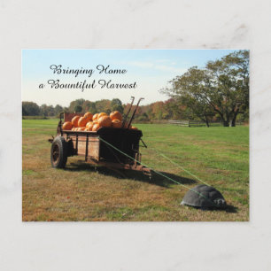 Récolte citrouille - Carte postale