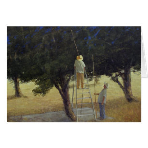 Récolteuses olives 1985