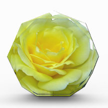 ROSE JAUNE, DU TEXAS ?