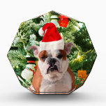 Récompense Santa Hat Bulldog Christmas Tree Snowman boîte cad<br><div class="desc">Mignonne photo Bulldog avec boîte cadeau de Noël Tree Snowman en arrière - plan. Un cadeau parfait pour Noël !</div>