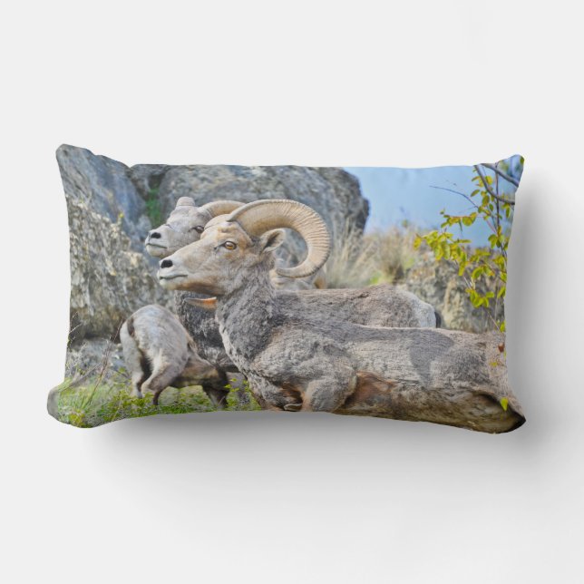 Rectangle Coussin de moutons de montagne (Recto)