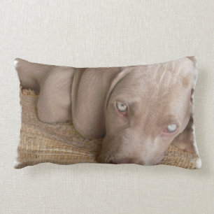 Rectangle Coussin de sommeil Weimaraner