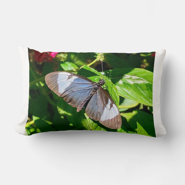 Rectangle Coussin d'image Bleu Papillon (Recto)