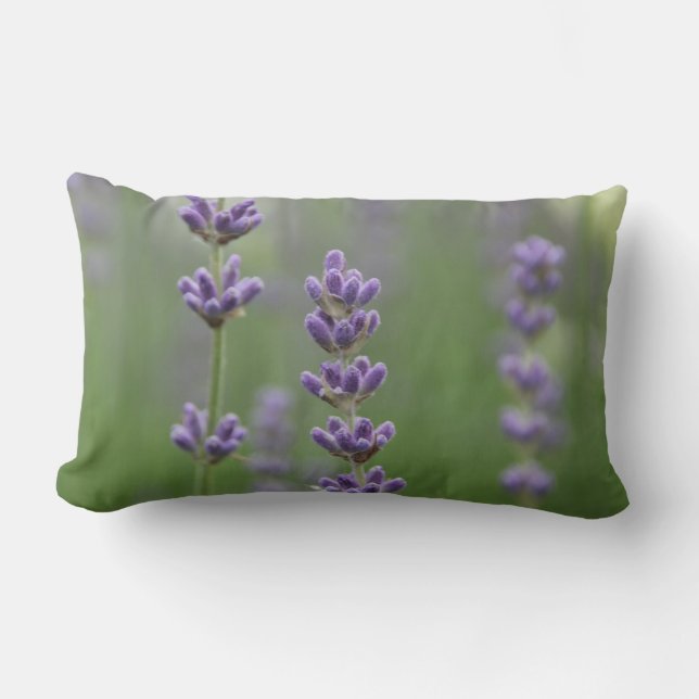 Rectangle Dainty Lavender Lumbar Coussin (Recto)