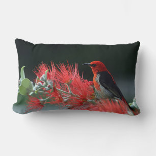Rectangle Scarlet Honeyeater 1 Coussin