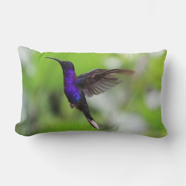 Rectangle Superbe coussin de colibri pourpre (Recto)