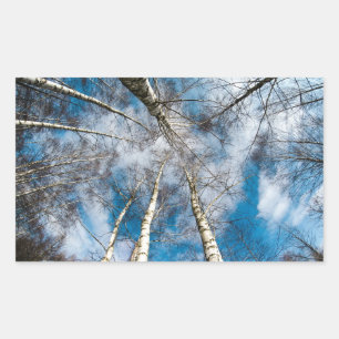 Rectangulaire Beaux arbres qui se dirigent vers le Sticker Sky
