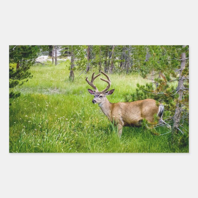 Rectangulaire Belle Buck in the Meadow Sticker (Devant)