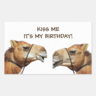 Rectangulaire Camels Kissing Funny Sticker