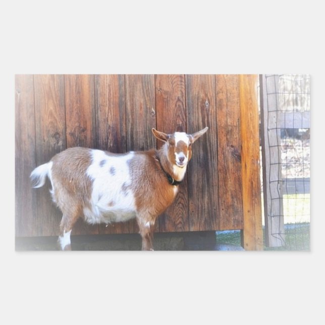 Rectangulaire Chèvre Sur Le Sticker De La Ferme (Devant)