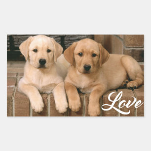 Rectangulaire Love Yellow Labrador Retriever Puppies Sticker