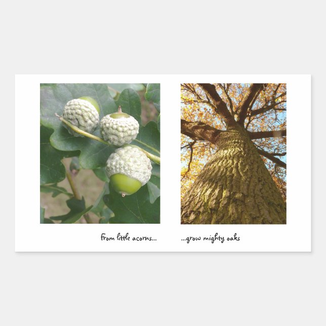 Rectangulaire Sticker Acorns to Oaks (Devant)