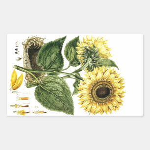 Rectangulaire Sticker Heirloom Tournesol Fleur botanique florale