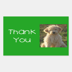 Rectangulaire Sticker Merci Goldendoodle Chien Chien Coquelicot 