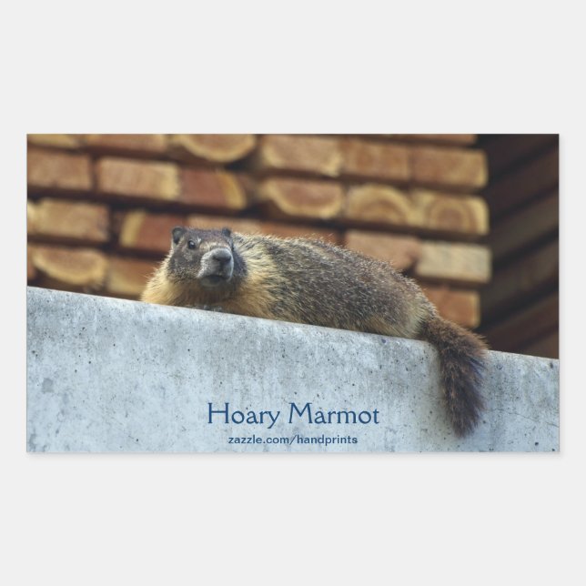 Rectangulaire Sticker pour la faune de Hoary Marmot (Whistler) (Devant)