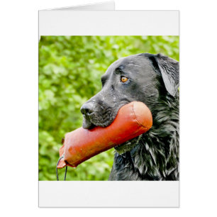 récupération de laboratoire noir