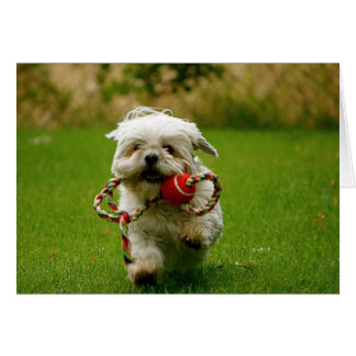 Récupération du chiot