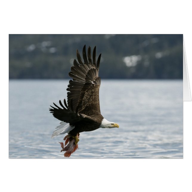 Récupération du poisson d'aigle à tête blanche (Devant Horizontal)