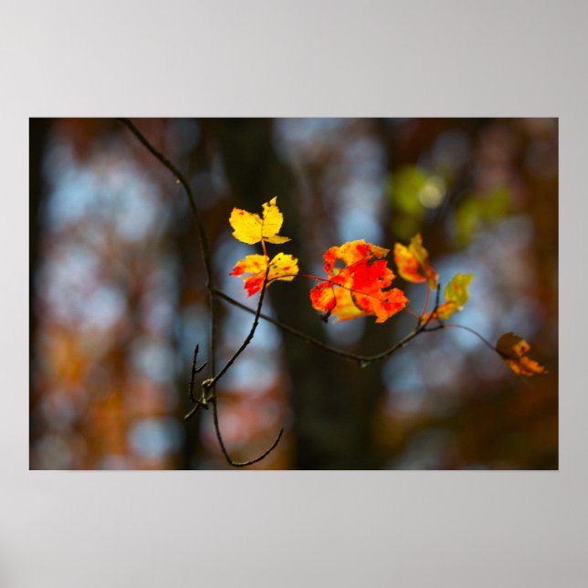 Red and Yellow Leaves Poster (Devant)