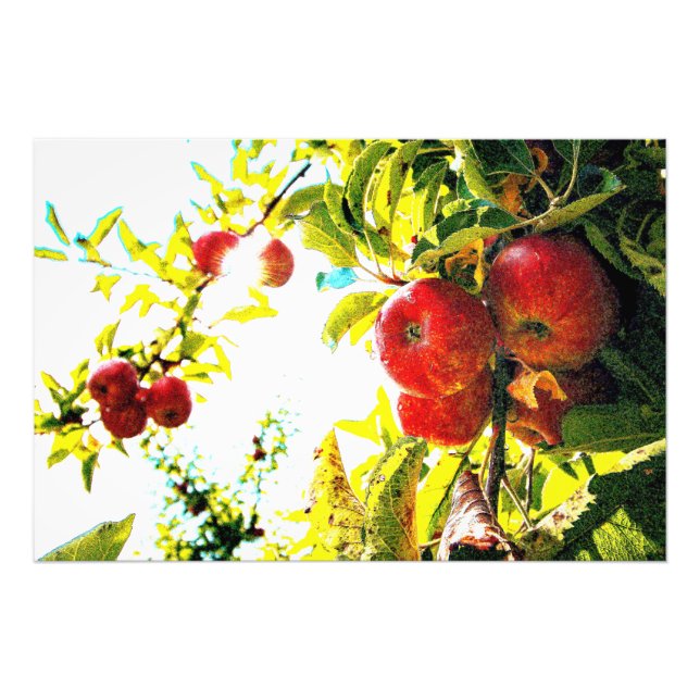 "Red Apples Tree On Sunny Day" Photo Mignonne. Com (Devant)