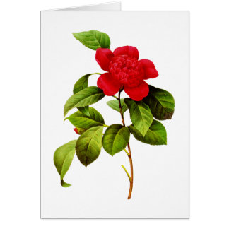 Red Camellia par Pierre Joseph Redoute